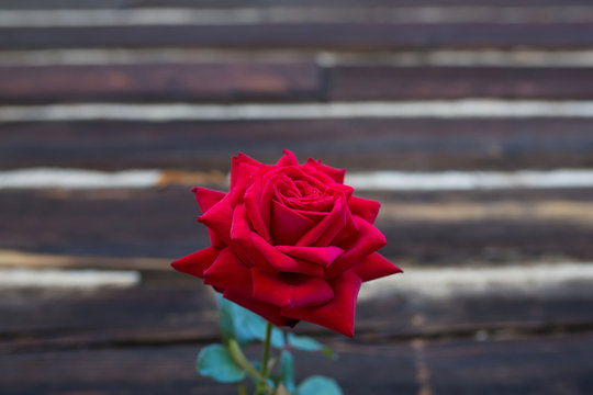 красная роза на фоне деревянной стены
