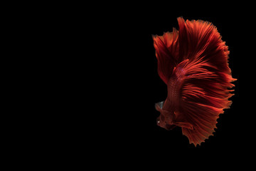 Siamese betta fish movement on black background