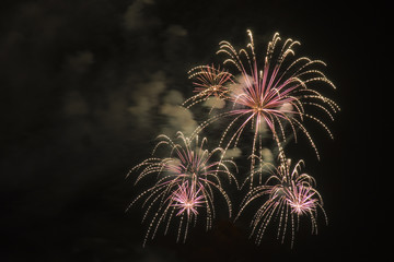 Fototapeta na wymiar filigrane firework flowers in pink