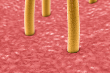 3d illustration of human skin with hairs, microscopic view of skin, microscopic view of hairs