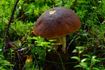 Summer early morning forest giant  penny bun