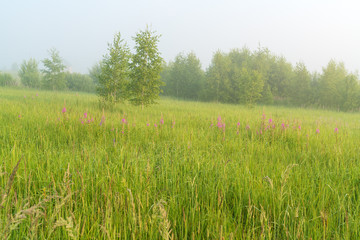 Beautiful nature landscape with foggy meadow
