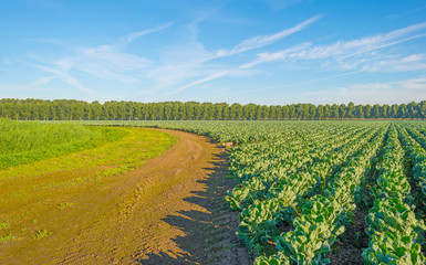 Fototapeta premium Field with vegetables in summer