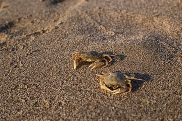 crab, sand, beach