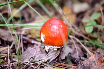 Мухаморчик