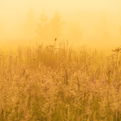 Nature beautiful background with bird on field grass and yellow