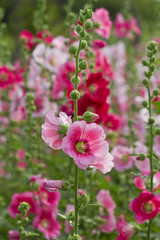 Flowers Holly Hock (Hollyhock)