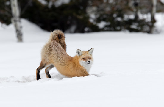 Red Fox
