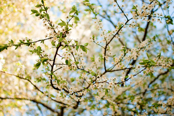 Tree branches with blossoming white flowers and green leaves. Sp