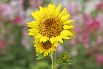 Sunflower by setting sun (Helianthus annuus) in the farm