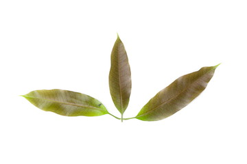 Mango leaf crest mild.