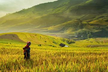Fototapeta na wymiar Farmer and Rice terrace on during sunrise ,Vietnam