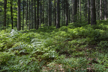 Obraz premium Forest with blueberries.