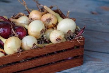 Small harvest from urban garden. 