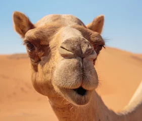 Papier Peint photo Autocollant Chameau chameaux dans le désert