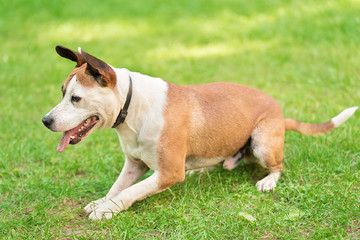 American Staffordshire Terrier in a green