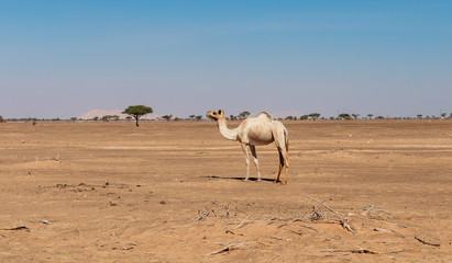 camels in the desert