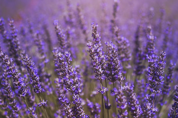 lavender flowers