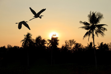 silhouette flying birds through the village at sunset