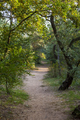 Obraz premium in leafy South forest path