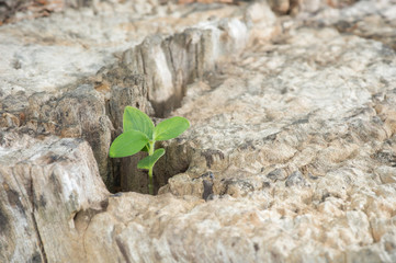 Green sapling growing on tree stump