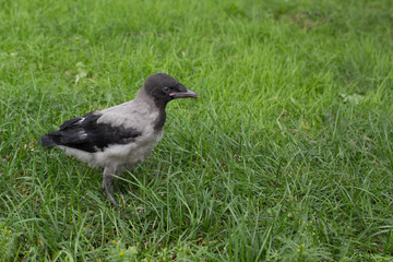 young crow on the grass background