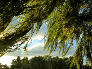 Weeping willow tree branches swaying in the wind