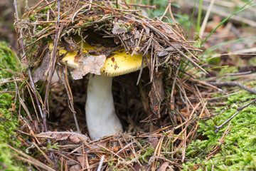 russula under fallen needles