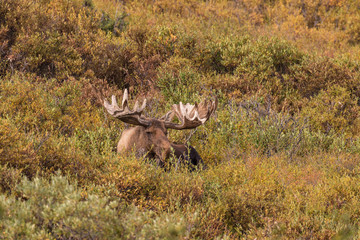 Alaska Yukon Bull Moose in Velvet
