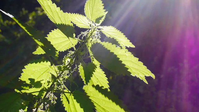 Brennesselpflanze im Gegenlicht, Urtica dioica