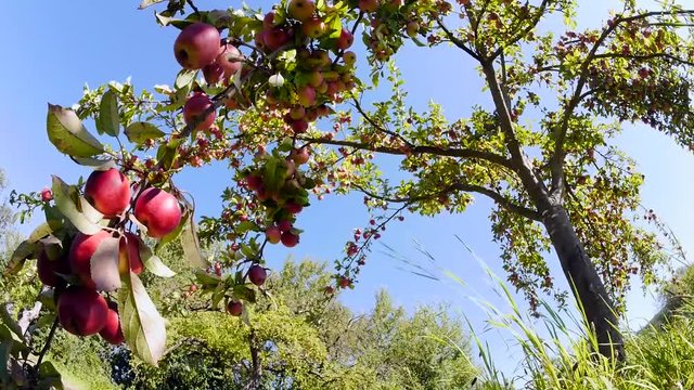 Apfel am Baum im Sommer