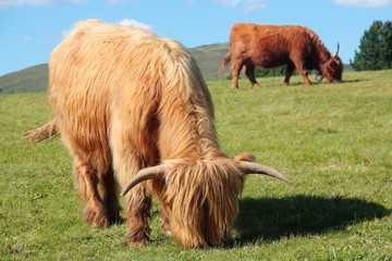 Highland cow in mountain meadows, Alto Adige Dolimiti (Italy)