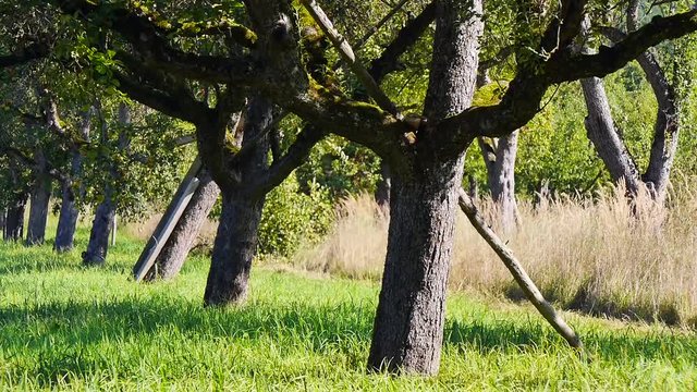 Streuobstwiese mit Apfelb&auml;umen
