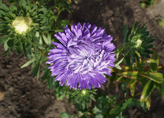 One aster callistephus violet flower and buds on sunny day