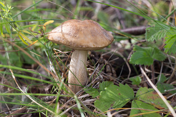 orange-cap boletus in forest