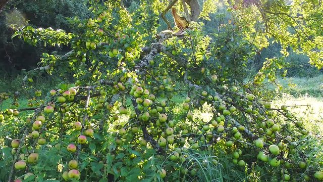 Astbruch an Apfelbaum