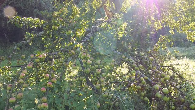 Astbruch an Apfelbaum