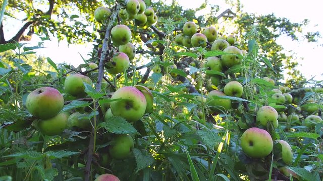 Astbruch an Apfelbaum