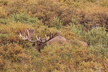 Alaska Yukon Bull Moose in Velvet