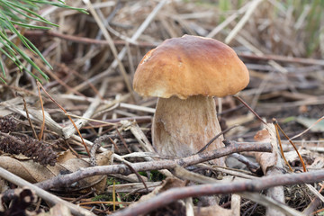 White mushroom in the forest