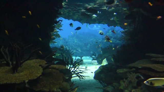 Aquarium with tropical marine fish