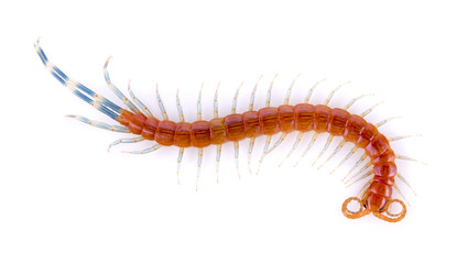 baby Centipede on white background