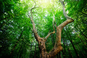 Sunlit tree forest background.