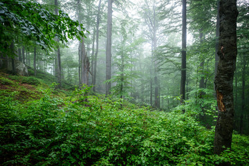 Fototapeta na wymiar Foggy beech forest after a rain.