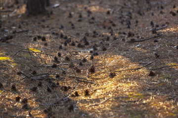 pine needles and cones on the ground