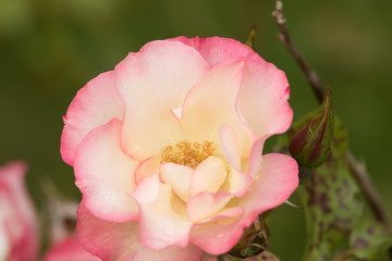 Light Pink and White Flower