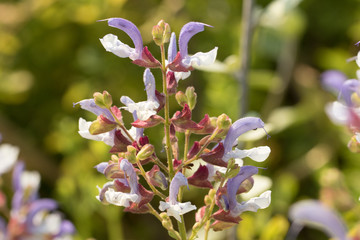 Light Purple Flowers