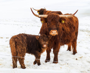 Norvegian bull