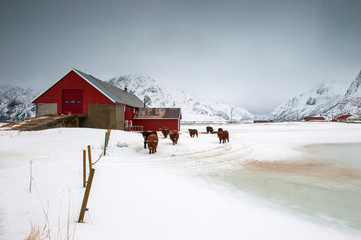 Fisherman's home, Lofoten island