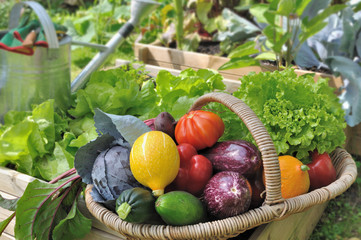 légumes frais dans un panier en osier dans potager